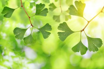 Wholesale Ginkgo Biloba Trees for Sale Online | Cold Stream Farm