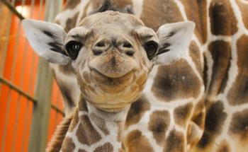 Denver Zoo to hold first birthday party for Dobby the baby giraffe