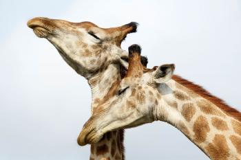Nudge Nudge, Wink Wink: How Do Animals Flirt? | Flirting and Animal
