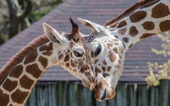 Wallpaper : giraffes, wildlife, couple, Zoo, head, giraffe, fauna ...