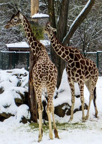 Giraffe Couple