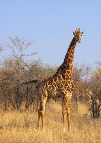 Giraffe in National Park