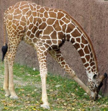 Giraffe in the Zoo