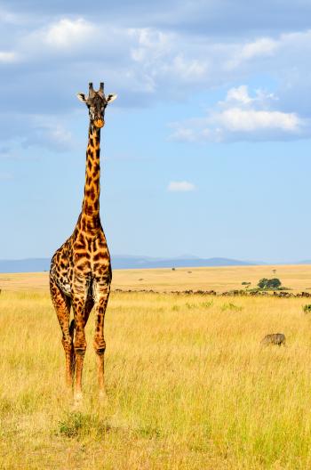 Giraffe Standing On Grass