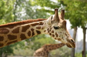 Giraffe Up close