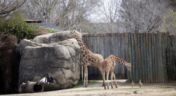 Giraffes in the Zoo
