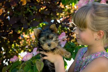 Girl Holding Black and Brown Short Coated Dog