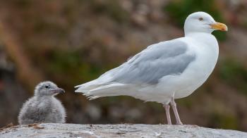 File:Glaucous gull (Larus hyperboreus) with offspring, Liefdefjord ...