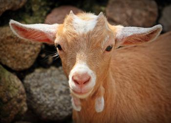 Goat Closeup