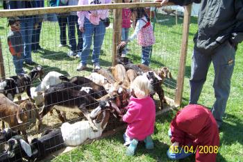 Goat feeding baby