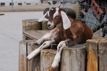 Goat on the Wood