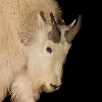 Mountain Goat | National Geographic