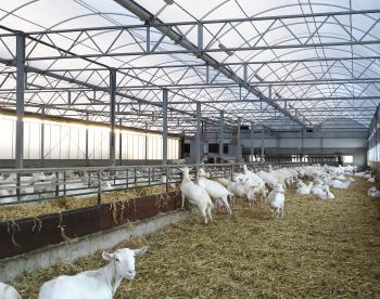 goats-in-the-stable-copy - Kabrita