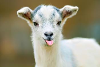 Goats Banned From Flying American Airlines Starting in July | Time