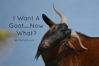 A Simple Guide For First Time Goat Owners | April Tells All