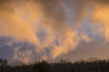 Gold Cloud, Willamette Valley, Oregon