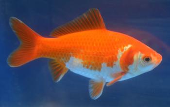 Hibuna Goldfish Common Goldfish from Rain Garden