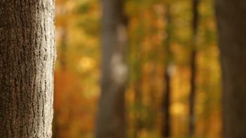 Golden Forest Rack Focus Tree Trunk ~ Video Clip #12245707
