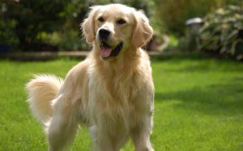 Golden Retriever Wallpapers 26 - 1920 X 1200 | stmed.net