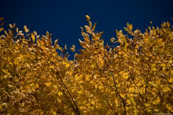 Golden Blue