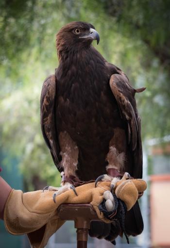 SULLIVAN: golden eagle | California Raptor Center