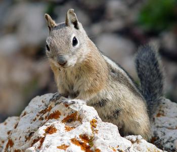 Golden-mantled ground squirrel - Wikipedia