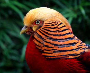 File:Portrait of a Golden Pheasant.JPG - Wikimedia Commons