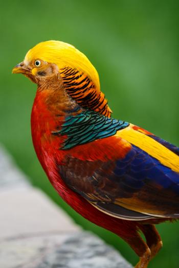 Golden Pheasant Free Stock Photo - Public Domain Pictures
