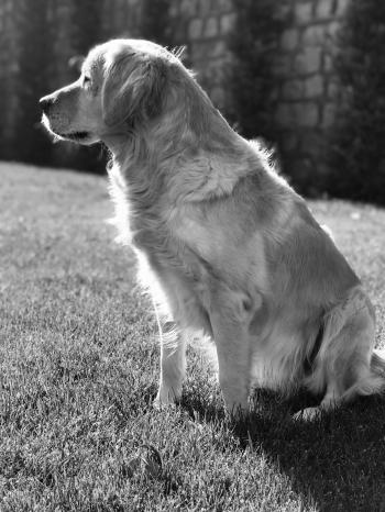 Golden Retriever in Grayscale Photography