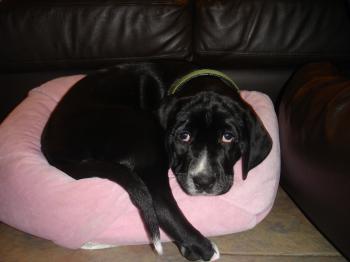 File:Golmation Puppy.JPG - Wikimedia Commons