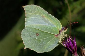 Gonepteryx rhamni - Wikipedia