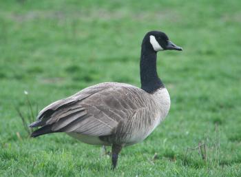 Goose fence