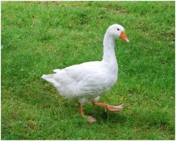 The Christmas Goose | Artxy
