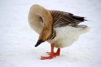 Goose in Winter