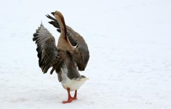 Goose in Winter