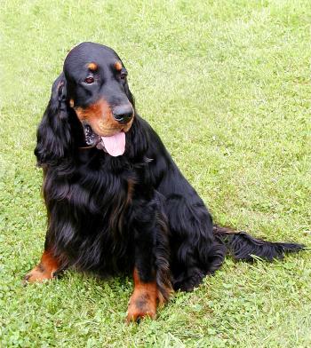 File:Nike the Gordon Setter (18 June 2005).jpg - Wikimedia Commons