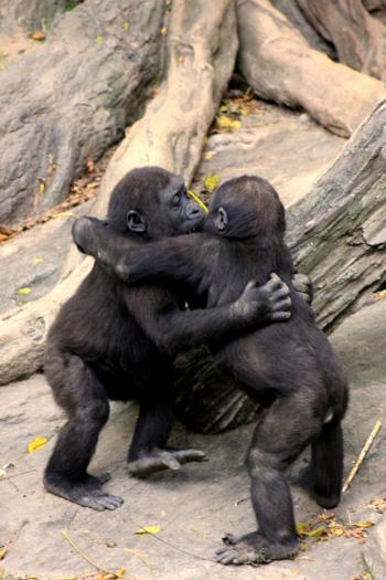Battle #58 "Gorilla lovin'" via last weeks winner, Onduva ...