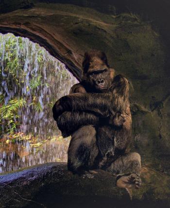Gorilla in the Cave