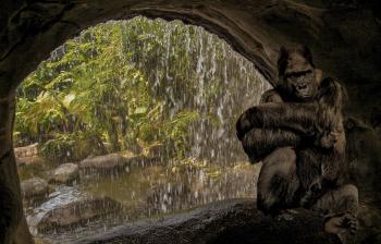 Gorilla in the Cave
