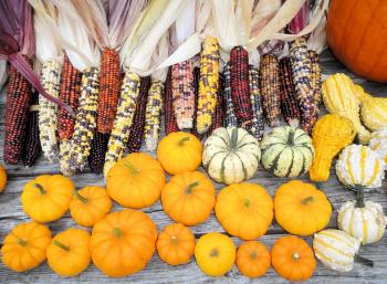 gourds | sercadia