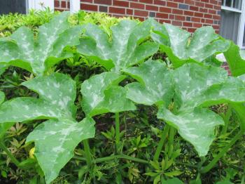 identification - Squash or gourd? Monster plant growing from mulch ...