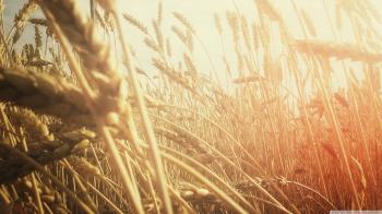 Grain Field ❤ 4K HD Desktop Wallpaper for 4K Ultra HD TV • Wide ...
