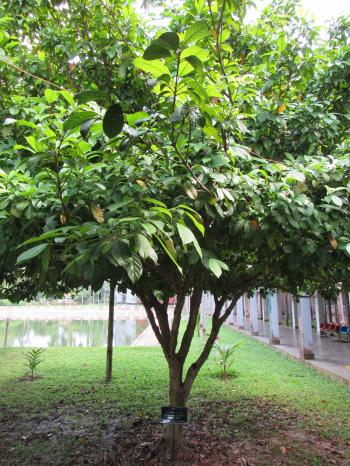 File:Baccaurea ramiflora (Burmese grape) tree in RDA, Bogra (2).jpg ...