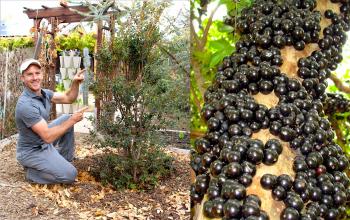 How to Plant & Grow a Jabuticaba Tree (Brazilian Grape) - YouTube