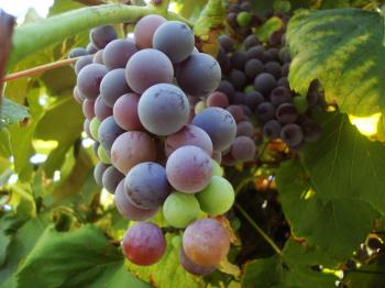 Grape vine with fruits