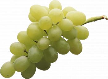 Isolated White Grape transparent PNG - StickPNG