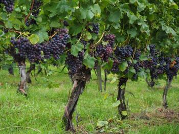 Overview of Grapevine Structure and Function