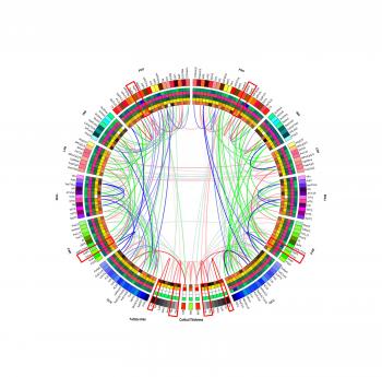 Scientists create first map of brain 'scaffold' - USC News