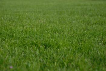 grass