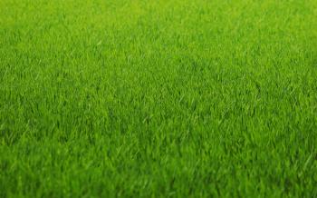 Grass Wallpapers 12 - 2560 X 1600 | stmed.net